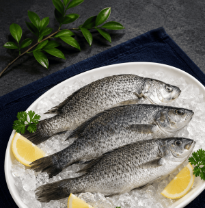 33鹹水吳郭魚 海水養殖吳郭魚3233